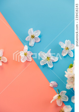 seasonal spring flowers on blue and pink split background design seasonal spring flowers on blue and pink split background design 139416143