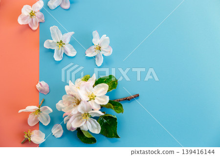 seasonal spring flowers on blue and pink split background design seasonal spring flowers on blue and pink split background design 139416144