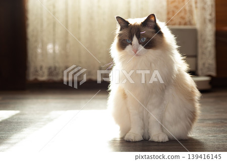 beautiful long haired ragdoll cat indoor pet portrait beautiful long haired ragdoll cat indoor pet portrait 139416145