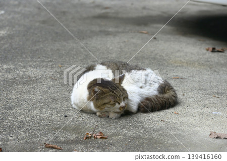 [Kanagawa Prefecture] Yokosuka: Cat found in a parking lot 139416160
