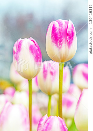 The wildflowers around the house change with the seasons; in the agricultural park's flower garden, beautifully colorful tulips have bloomed. The wildflowers around the house change with the seasons; in the agricultural park's flower garden, beautifully colorful tulips have bloomed. 139416313