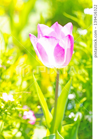 The wildflowers around the house change with the seasons; in the agricultural park's flower garden, beautifully colorful tulips have bloomed. The wildflowers around the house change with the seasons; in the agricultural park's flower garden, beautifully colorful tulips have bloomed. 139416322