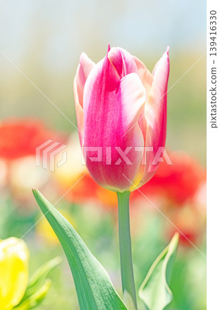 The wildflowers around the house change with the seasons; in the agricultural park's flower garden, beautifully colorful tulips have bloomed. The wildflowers around the house change with the seasons; in the agricultural park's flower garden, beautifully colorful tulips have bloomed. 139416330