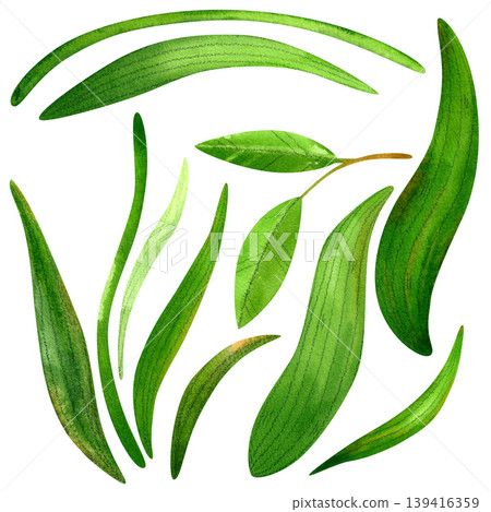 Branch with green leaves and grass, isolated watercolor set. Lush, vibrant hand drawn foliage. Illustration of plants and grass for packaging, cosmetics, perfumes, and cards. 139416359