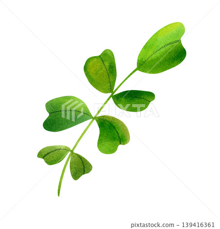 Branch with green leaves, isolated watercolor illustration. Lush, vibrant foliage, hand drawn. Illustration of plants and herbs for packaging, cosmetics, perfumes, and cards. Branch with green leaves, isolated watercolor illustration. Lush, vibrant foliage, hand drawn. Illustration of plants and herbs for packaging, cosmetics, perfumes, and cards. 139416361