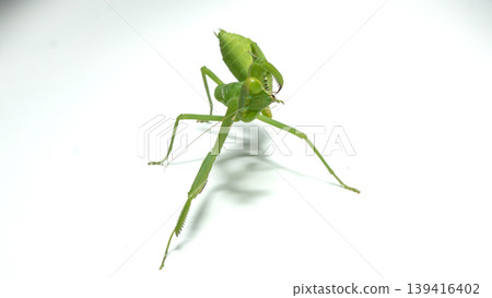 Praying mantis (Mantodea) in aggressive or defensive posture isolated on white background. Praying mantis (Mantodea) in aggressive or defensive posture isolated on white background. 139416402