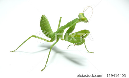 Praying mantis (Mantodea) in aggressive or defensive posture isolated on white background. 139416403
