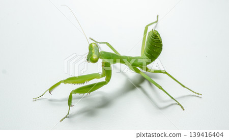 Praying mantis (Mantodea) in aggressive or defensive posture isolated on white background. 139416404