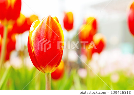 The wildflowers around the house change with the seasons; in the agricultural park's flower garden, beautifully colorful tulips have bloomed. The wildflowers around the house change with the seasons; in the agricultural park's flower garden, beautifully colorful tulips have bloomed. 139416518