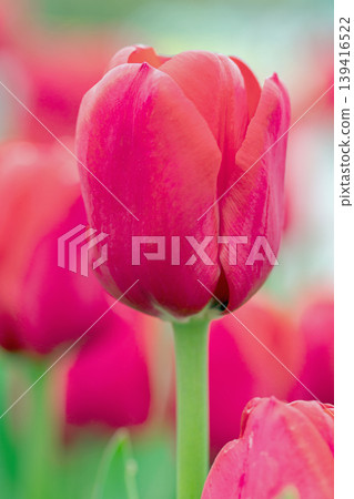 The wildflowers around the house change with the seasons; in the agricultural park's flower garden, beautifully colorful tulips have bloomed. The wildflowers around the house change with the seasons; in the agricultural park's flower garden, beautifully colorful tulips have bloomed. 139416522