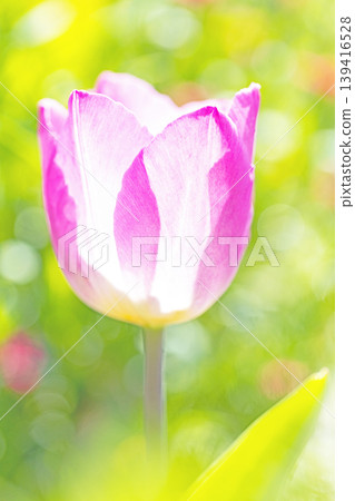 The wildflowers around the house change with the seasons; in the agricultural park's flower garden, beautifully colorful tulips have bloomed. The wildflowers around the house change with the seasons; in the agricultural park's flower garden, beautifully colorful tulips have bloomed. 139416528