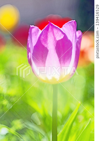 The wildflowers around the house change with the seasons; in the agricultural park's flower garden, beautifully colorful tulips have bloomed. 139416529