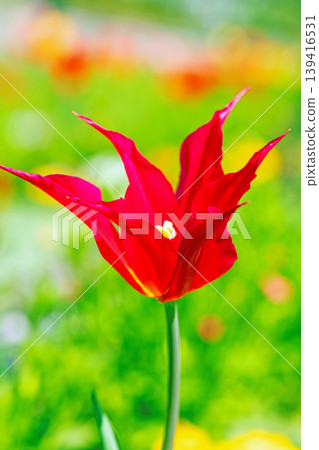 The wildflowers around the house change with the seasons; in the agricultural park's flower garden, beautifully colorful tulips have bloomed. The wildflowers around the house change with the seasons; in the agricultural park's flower garden, beautifully colorful tulips have bloomed. 139416531