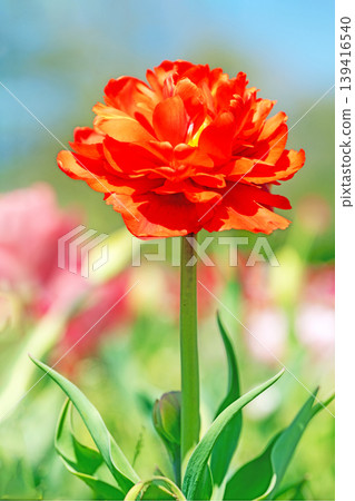 The wildflowers around the house change with the seasons; in the agricultural park's flower garden, beautifully colorful tulips have bloomed. The wildflowers around the house change with the seasons; in the agricultural park's flower garden, beautifully colorful tulips have bloomed. 139416540