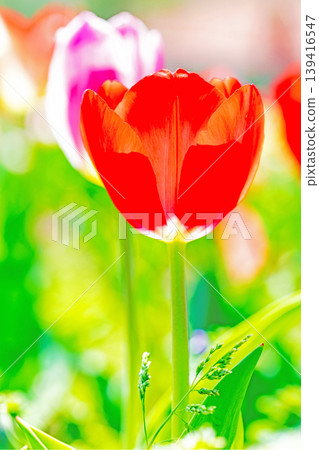 The wildflowers around the house change with the seasons; in the agricultural park's flower garden, beautifully colorful tulips have bloomed. The wildflowers around the house change with the seasons; in the agricultural park's flower garden, beautifully colorful tulips have bloomed. 139416547