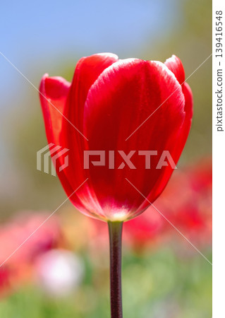 The wildflowers around the house change with the seasons; in the agricultural park's flower garden, beautifully colorful tulips have bloomed. The wildflowers around the house change with the seasons; in the agricultural park's flower garden, beautifully colorful tulips have bloomed. 139416548