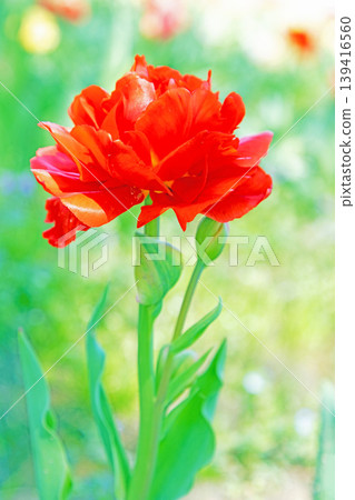 The wildflowers around the house change with the seasons; in the agricultural park's flower garden, beautifully colorful tulips have bloomed. The wildflowers around the house change with the seasons; in the agricultural park's flower garden, beautifully colorful tulips have bloomed. 139416560