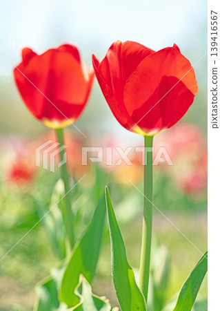 The wildflowers around the house change with the seasons; in the agricultural park's flower garden, beautifully colorful tulips have bloomed. The wildflowers around the house change with the seasons; in the agricultural park's flower garden, beautifully colorful tulips have bloomed. 139416567