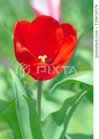 The wildflowers around the house change with the seasons; in the agricultural park's flower garden, beautifully colorful tulips have bloomed. The wildflowers around the house change with the seasons; in the agricultural park's flower garden, beautifully colorful tulips have bloomed. 139416574