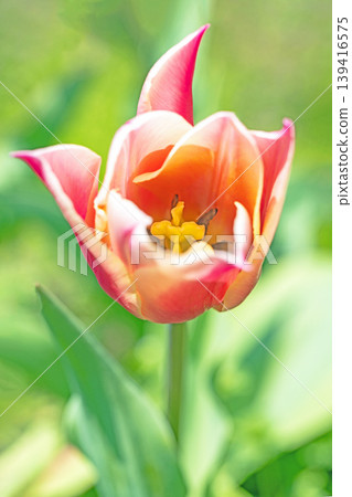 The wildflowers around the house change with the seasons; in the agricultural park's flower garden, beautifully colorful tulips have bloomed. The wildflowers around the house change with the seasons; in the agricultural park's flower garden, beautifully colorful tulips have bloomed. 139416575