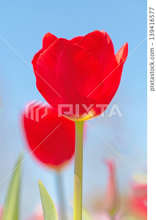 The wildflowers around the house change with the seasons; in the agricultural park's flower garden, beautifully colorful tulips have bloomed. The wildflowers around the house change with the seasons; in the agricultural park's flower garden, beautifully colorful tulips have bloomed. 139416577