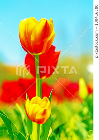 The wildflowers around the house change with the seasons; in the agricultural park's flower garden, beautifully colorful tulips have bloomed. The wildflowers around the house change with the seasons; in the agricultural park's flower garden, beautifully colorful tulips have bloomed. 139416580