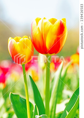 The wildflowers around the house change with the seasons; in the agricultural park's flower garden, beautifully colorful tulips have bloomed. The wildflowers around the house change with the seasons; in the agricultural park's flower garden, beautifully colorful tulips have bloomed. 139416583