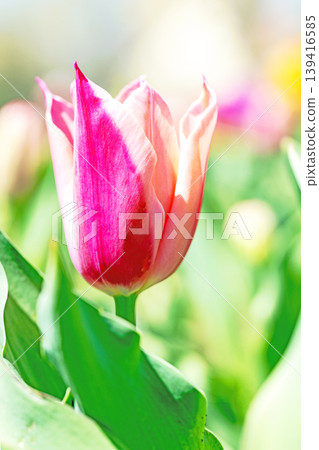 The wildflowers around the house change with the seasons; in the agricultural park's flower garden, beautifully colorful tulips have bloomed. The wildflowers around the house change with the seasons; in the agricultural park's flower garden, beautifully colorful tulips have bloomed. 139416585