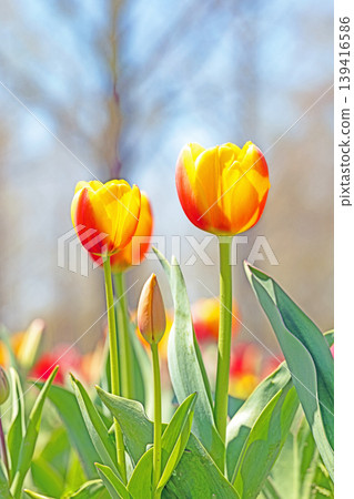 The wildflowers around the house change with the seasons; in the agricultural park's flower garden, beautifully colorful tulips have bloomed. The wildflowers around the house change with the seasons; in the agricultural park's flower garden, beautifully colorful tulips have bloomed. 139416586
