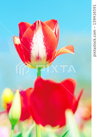 The wildflowers around the house change with the seasons; in the agricultural park's flower garden, beautifully colorful tulips have bloomed. The wildflowers around the house change with the seasons; in the agricultural park's flower garden, beautifully colorful tulips have bloomed. 139416591