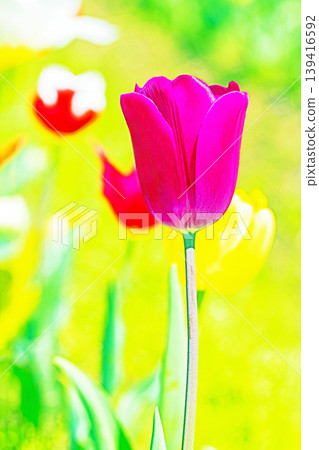 The wildflowers around the house change with the seasons; in the agricultural park's flower garden, beautifully colorful tulips have bloomed. The wildflowers around the house change with the seasons; in the agricultural park's flower garden, beautifully colorful tulips have bloomed. 139416592