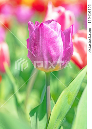 The wildflowers around the house change with the seasons; in the agricultural park's flower garden, beautifully colorful tulips have bloomed. The wildflowers around the house change with the seasons; in the agricultural park's flower garden, beautifully colorful tulips have bloomed. 139416593