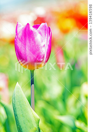 The wildflowers around the house change with the seasons; in the agricultural park's flower garden, beautifully colorful tulips have bloomed. The wildflowers around the house change with the seasons; in the agricultural park's flower garden, beautifully colorful tulips have bloomed. 139416598