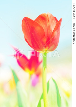 The wildflowers around the house change with the seasons; in the agricultural park's flower garden, beautifully colorful tulips have bloomed. The wildflowers around the house change with the seasons; in the agricultural park's flower garden, beautifully colorful tulips have bloomed. 139416599