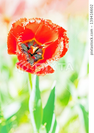 The wildflowers around the house change with the seasons; in the agricultural park's flower garden, beautifully colorful tulips have bloomed. The wildflowers around the house change with the seasons; in the agricultural park's flower garden, beautifully colorful tulips have bloomed. 139416602