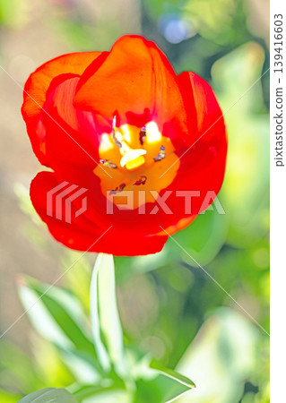 The wildflowers around the house change with the seasons; in the agricultural park's flower garden, beautifully colorful tulips have bloomed. 139416603