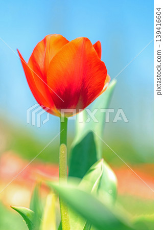 The wildflowers around the house change with the seasons; in the agricultural park's flower garden, beautifully colorful tulips have bloomed. 139416604