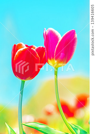 The wildflowers around the house change with the seasons; in the agricultural park's flower garden, beautifully colorful tulips have bloomed. 139416605