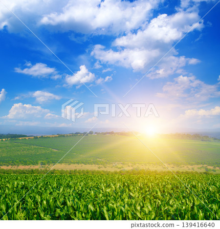 Sunny agricultural landscape with green corn field and blue sky. Sunny agricultural landscape with green corn field and blue sky. 139416640