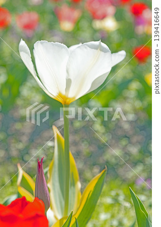 The wildflowers around the house change with the seasons; in the agricultural park's flower garden, beautifully colorful tulips have bloomed. The wildflowers around the house change with the seasons; in the agricultural park's flower garden, beautifully colorful tulips have bloomed. 139416649
