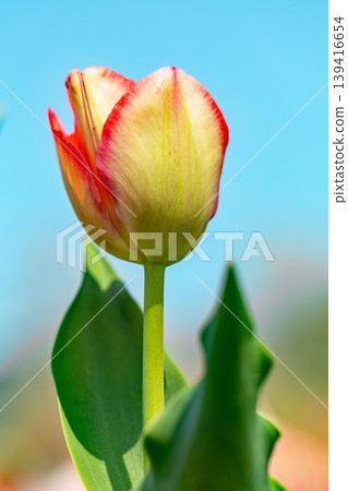 The wildflowers around the house change with the seasons; in the agricultural park's flower garden, beautifully colorful tulips have bloomed. 139416654