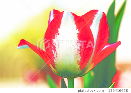 The wildflowers around the house change with the seasons; in the agricultural park's flower garden, beautifully colorful tulips have bloomed. 139416658