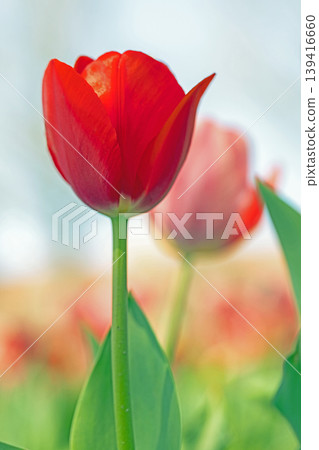 The wildflowers around the house change with the seasons; in the agricultural park's flower garden, beautifully colorful tulips have bloomed. The wildflowers around the house change with the seasons; in the agricultural park's flower garden, beautifully colorful tulips have bloomed. 139416660