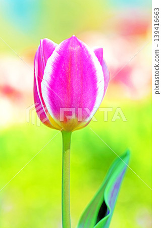 The wildflowers around the house change with the seasons; in the agricultural park's flower garden, beautifully colorful tulips have bloomed. The wildflowers around the house change with the seasons; in the agricultural park's flower garden, beautifully colorful tulips have bloomed. 139416663