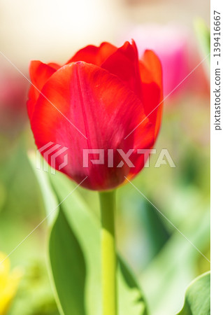 The wildflowers around the house change with the seasons; in the agricultural park's flower garden, beautifully colorful tulips have bloomed. The wildflowers around the house change with the seasons; in the agricultural park's flower garden, beautifully colorful tulips have bloomed. 139416667