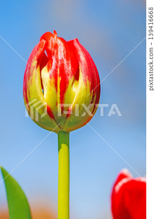 The wildflowers around the house change with the seasons; in the agricultural park's flower garden, beautifully colorful tulips have bloomed. The wildflowers around the house change with the seasons; in the agricultural park's flower garden, beautifully colorful tulips have bloomed. 139416668