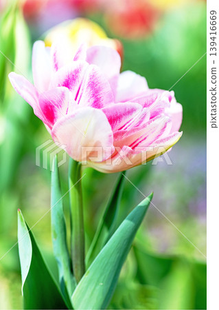 The wildflowers around the house change with the seasons; in the agricultural park's flower garden, beautifully colorful tulips have bloomed. The wildflowers around the house change with the seasons; in the agricultural park's flower garden, beautifully colorful tulips have bloomed. 139416669