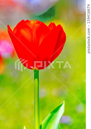 The wildflowers around the house change with the seasons; in the agricultural park's flower garden, beautifully colorful tulips have bloomed. The wildflowers around the house change with the seasons; in the agricultural park's flower garden, beautifully colorful tulips have bloomed. 139416674