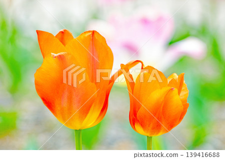 The wildflowers around the house change with the seasons; in the agricultural park's flower garden, beautifully colorful tulips have bloomed. The wildflowers around the house change with the seasons; in the agricultural park's flower garden, beautifully colorful tulips have bloomed. 139416688