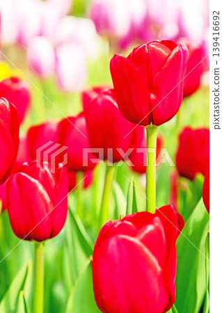 The wildflowers around the house change with the seasons; in the agricultural park's flower garden, beautifully colorful tulips have bloomed. The wildflowers around the house change with the seasons; in the agricultural park's flower garden, beautifully colorful tulips have bloomed. 139416692
